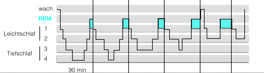 © Michael Wieden A sleep phase lasts between 70 and 120 minutes. In the first half of sleep, the Non REM phases 3 & 4 dominate, in the second half of sleep the REM phases that are important to prevent dementia