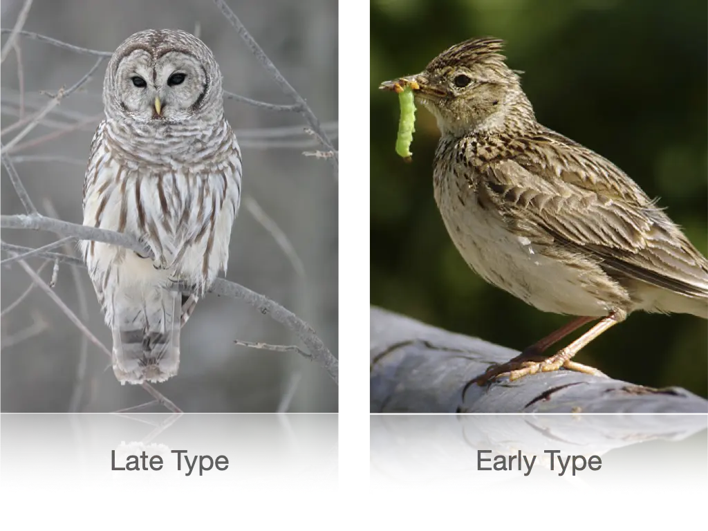 Owls and larks chronobiology